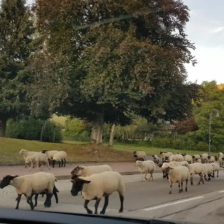 Tannenballett Im Schwarzwald Baiersbronn