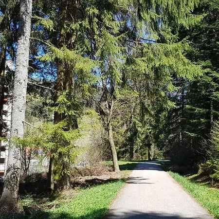 Tannenballett Im Schwarzwald Baiersbronn