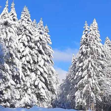 Tannenballett Mit Panorama Ueber Den Schwarzwald In