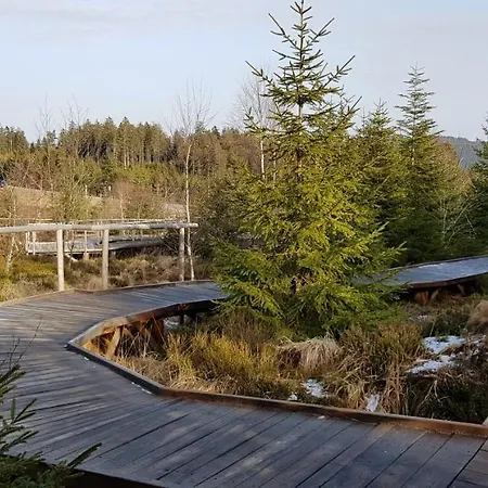Tannenballett Im Schwarzwald